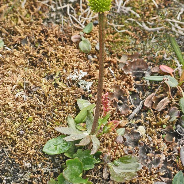 Ranunculus sulphureus Svalbard Longyearbyen 2014 4 A.Elven a